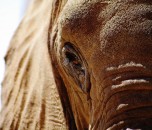 Elephants Eye