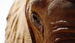 Elephants Eye