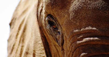 Elephants Eye